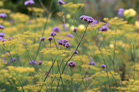 Fennel Seeds - Bronze (Foeniculum vulgare)