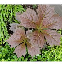 High quality Brown Rodgersia Henrici Flower seeds for Planting Premium Quality, Heirloom & GMO Free Seeds for Home Garden seeds pack