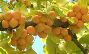 Ginkgo Fruit seeds for Planting Sun Loving, Heirloom & GMO Free Seeds for Home Garden vegetable and garden seeds