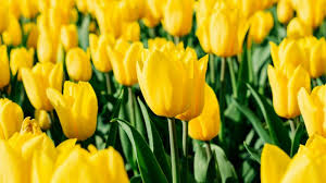 Tulip Flower Seeds Planting Deep Yellow