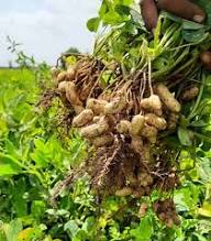 Peanut Flower seeds for Planting - Fragrant Blossoms, Heirloom & GMO Free Seeds for Home Garden