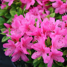 Premium Pink Azalea Perennial Flower seeds for Planting Seasonal Bloomer, Heirloom & GMO Free Seeds for Home Garden seeds