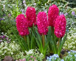 Premium Red Hyacinth Flower seeds for Planting Sun Loving, Heirloom & GMO Free Seeds for Home Garden seeds