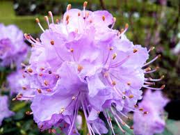 Purple Azaleas Flower seeds for Planting Bright Blooms, Heirloom & GMO Free Seeds for Home Garden vegetable and garden seeds