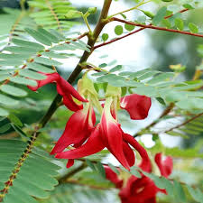 Sesbania Grandiflora Flower seeds for Planting Fragrant Blossoms Heirloom & GMO Free Seeds for Home Garden