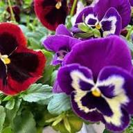 Fresh Purple White Viola Flower seeds for Planting Shade Tolerant, Heirloom & GMO Free Seeds for Home Garden planting seeds