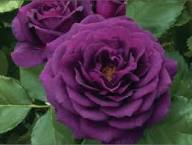 Rose Purple Black Seeds for Planting: Premium Quality Flower Seeds for Stunning Blooms