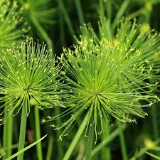 Heirloom Papyrus Flower seeds for Planting Colorful Display Heirloom & GMO Free Seeds for Home Garden