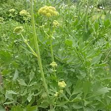Light Green Lovage Seeds For Easy Planting