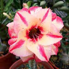 Desert Rose Seeds Adenium Obesum, Heirloom Non-GMO Succulent Flower Seeds for Planting