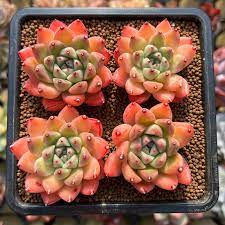 Echeveria Purpusorum Light Green Seeds - Perfect For Planting Herb