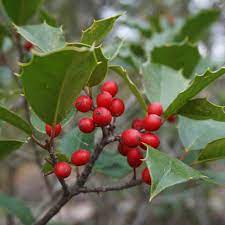 Red Ilex Opaca Planting Seeds - Seed Pack