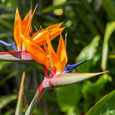 Orange & Violet Strelitzia Seeds - Exotic Flower Planting