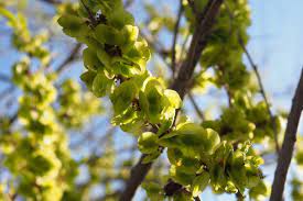 Ulmus Rubra Tree Seeds - Premium Planting For Hardy Elm Growth
