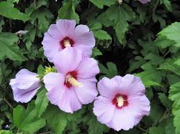 Sharon Hibiscus Flower seeds for Planting Bright Blooms Heirloom & GMO Free Seeds for Home Garden