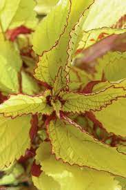 Coleus Seeds: Essential Guide For Planting Yellow Varieties