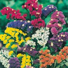 Mixed Colors Lavender Flower seeds for Planting Seasonal Bloomer, Heirloom & GMO Free Seeds for Home Garden vegetable and garden seeds