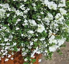 Mixed Bacopa Utopia Flower seeds for Planting Long Bloom Season, Heirloom & GMO Free Seeds for Home Garden vegetable and garden seeds