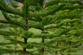 Light Green Araucaria Foliage Seeds For Planting Plant Seeds