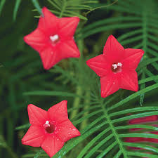 Annual Rose Cypress Vine Flower seeds for Planting Vibrant Colors Heirloom & GMO Free Seeds for Home Garden