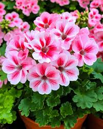 Pink Yellow Geranium Flower seeds for Planting - Colorful Display, Heirloom & GMO Free Seeds for Home Garden