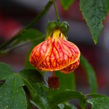 Abutilon Flower seeds for Planting Shade Tolerant, Heirloom & GMO Free Seeds for Home Garden vegetable and garden seeds