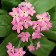 Pink Myosotis Flower seeds for Planting Pollinator Friendly, Heirloom & GMO Free Seeds for Home Garden seeds for home gardening