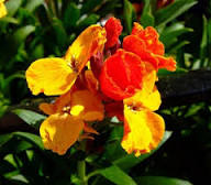 Goldlack Flower seeds for Planting - Pollinator Friendly, Heirloom & GMO Free Seeds for Home Garden