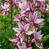 Pink Firebush Flower seeds for Planting Premium Quality, Heirloom & GMO Free Seeds for Home Garden vegetable and garden seeds