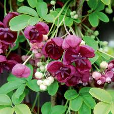 Akebia Flower seeds for Planting Vibrant Colors, Heirloom & GMO Free Seeds for Home Garden vegetable and garden seeds