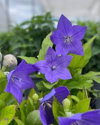 Violet Grandiflorus Flower seeds for Planting - Shade Tolerant, Heirloom & GMO Free Seeds for Home Garden