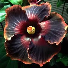 Red Black Hibiscus Seeds For Exotic Garden Flowers - Ideal Indoor And Outdoor Planting Flower
