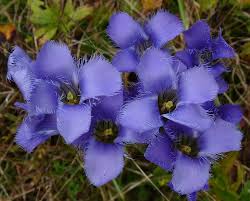Blue Gentian Fringed Flower seeds for Planting Fragrant Blossoms, Heirloom & GMO Free Seeds for Home Garden vegetable and garden seeds