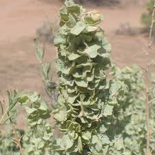 Saltbush Atriplex Canescens Planting Seeds for Tough Gardens