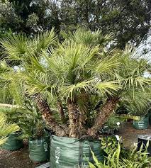 Chamaerops Humilis Tree Seeds For Planting