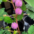 Mimosa Flower seeds for Planting Sun Loving, Heirloom & GMO Free Seeds for Home Garden seeds for planting