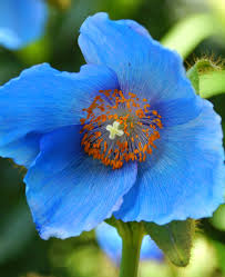 Premium Himalayan Flower seeds for Planting Vibrant Colors, Heirloom & GMO Free Seeds for Home Garden seeds