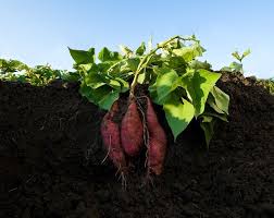Sweet Potato Vegetable Seeds Planting