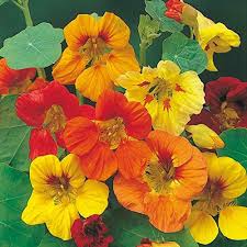 Heirloom Nasturtium Flower seeds for Planting Wildflower Mix Heirloom & GMO Free Seeds for Home Garden