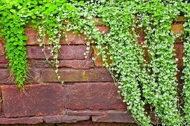 High quality Emerald Falls Dichondra House Flower seeds for Planting Fragrant Blossoms, Heirloom & GMO Free Seeds for Home Garden seeds pack