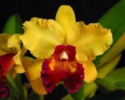Yellow Cattleya Hybrida Flower seeds for Planting Shade Tolerant, Heirloom & GMO Free Seeds for Home Garden seeds for home gardening