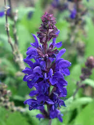 High quality Violet Salvia Meadow Sage Flower seeds for Planting Cottage Garden Essential, Heirloom & GMO Free Seeds for Home Garden seeds pack