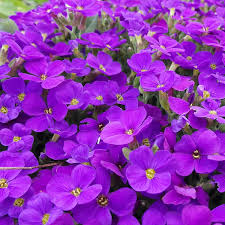 Aubrieta Violet Flower seeds for Planting Shade Tolerant, Heirloom & GMO Free Seeds for Home Garden vegetable and garden seeds