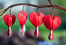 Premium Bleeding Heart or Dicentra spectabilis Flower seeds for Planting Perfect for Borders, Heirloom & GMO Free Seeds for Home Garden seeds
