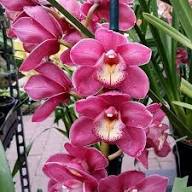 High quality Nema Cymbidium Orchid Flower seeds for Planting Drought Tolerant, Heirloom & GMO Free Seeds for Home Garden seeds pack