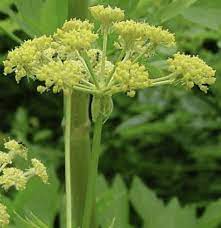 Light Green Lovage Seeds For Easy Planting