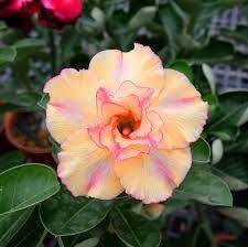 Desert Rose Seeds Adenium Obesum, Heirloom Non-GMO Succulent Flower Seeds for Planting