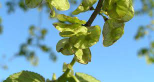 Ulmus Rubra Tree Seeds - Premium Planting For Hardy Elm Growth