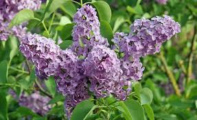 High quality Purple Fragrant Flower seeds for Planting Compact Growth, Heirloom & GMO Free Seeds for Home Garden seeds pack