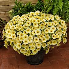 Premium Yellow & White Heirloom Petunia Flower seeds for Planting Bright Blooms, Heirloom & GMO Free Seeds for Home Garden seeds